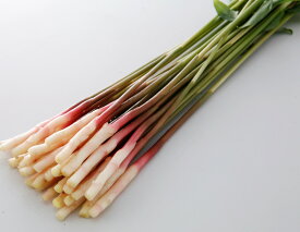 楽天市場 しょうが屋 木村の通販