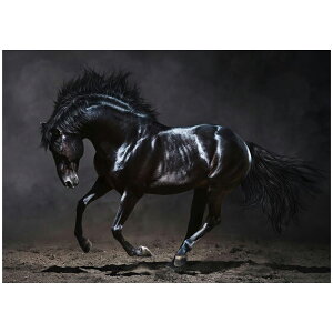 ubNy[X Brookpace Fine Arts sN`[ A[g (ʎdグ z t[) KXA[g RNV Stallion GA1180 CMX KAi