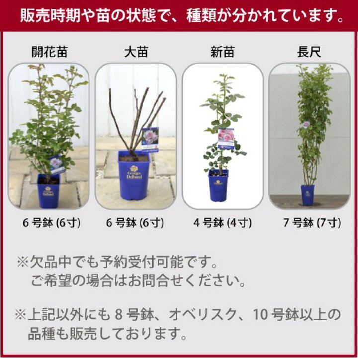 楽天市場】送料無料【パニエ 6号鉢大苗予約】鉢植え バラ 薔薇 河本 