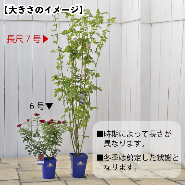 楽天市場】予約送料無料【ミステリューズ 長尺7号 大苗】鉢植え バラ 