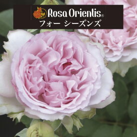 送料無料【フォー シーズンズ　新苗4号鉢】鉢植え バラ 薔薇 ロサ オリエンティス