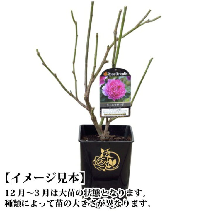 楽天市場】送料無料【ザ セレスティアル 6号鉢大苗予約】鉢植え バラ 