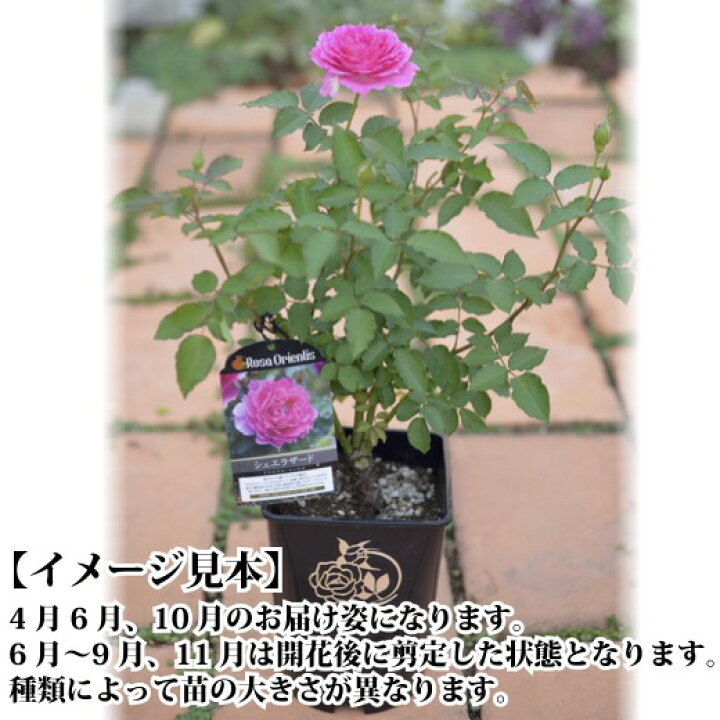 楽天市場】送料無料【ザ セレスティアル 6号鉢大苗予約】鉢植え バラ 