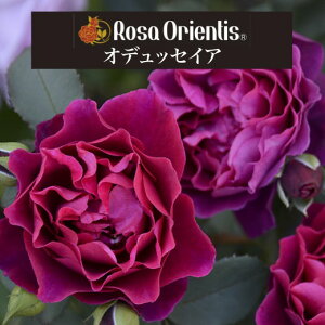 y2026N \zyIfbZCA@Vc4zA o KN T IGeBX