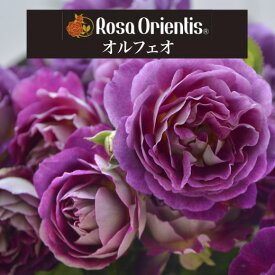 送料無料【オルフェオ　新苗4号鉢】鉢植え バラ 薔薇 ロサ オリエンティス