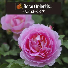 送料無料【ペネロペイア　新苗4号鉢】鉢植え バラ 薔薇 ロサ オリエンティス
