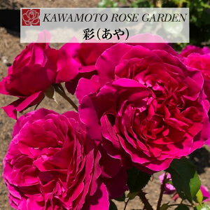 y2026N \zy @Vc4zA o KN ͖{o [Y Vi