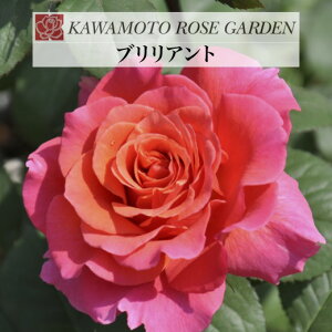 y2026N \zyuAg@Vc4zA o KN ͖{o [Y