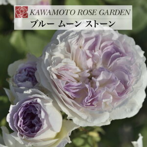 y2026N \zyu[ [ Xg[@Vc4zA o KN ͖{o [Y u[[Xg[ u[[ Xg[