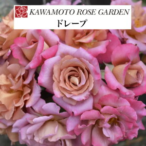 y2026N \zyh[v@Vc4zA o KN ͖{o [Y