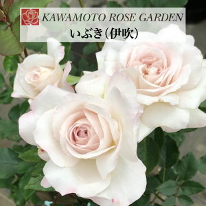 y2026N \zyԂ ɐ@Vc4zA o KN ͖{o [Y Vi