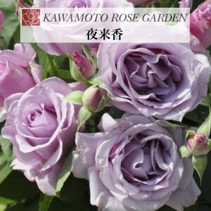 y闈@6c\zA o KN ͖{o c ~ CGCV