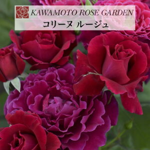 y2026N \zyR[k [W@Vc4zA o KN ͖{o [Y R[k[W