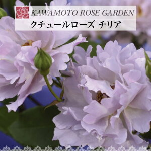 y2026N \zyN`[[Y `A@Vc4zA o KN ͖{o [Y N`[[Y`A