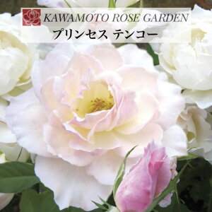 y2026N \zyvZX eR[@Vc4zA o KN ͖{o [Y vZXeR[