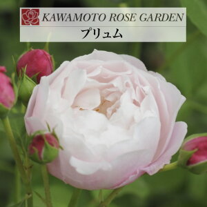 y2026N \zyv@Vc4zA o KN ͖{o [Y