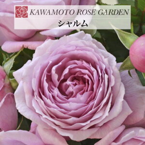 y2026N \zyV@Vc4zA o KN ͖{o [Y