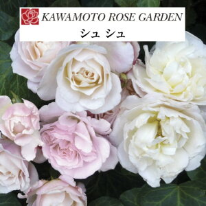 y2026N \zyV V@Vc4zA o KN ͖{o [Y