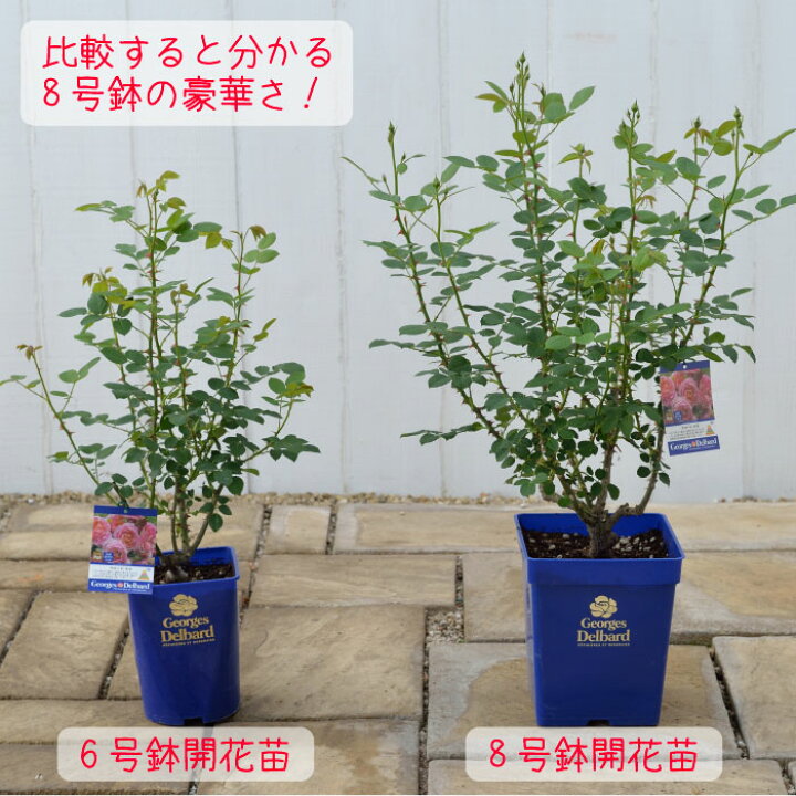 楽天市場】送料無料【レヴリ 8号鉢 春開花株 切り戻し】鉢植え バラ 