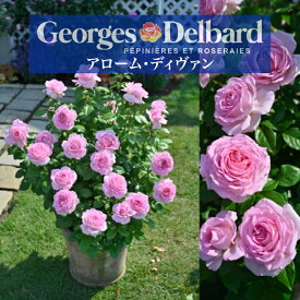 【2026年 早期予約】送料無料【アローム・ディヴァン　新苗4号鉢】鉢植え バラ 薔薇 デルバール アロームディヴァン アロームデバン アローム・デバン 新品種 バラ苗