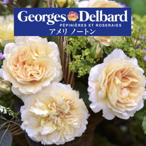 y2026N \zyA m[g@Vc4zA o KN fo[ t`[Y