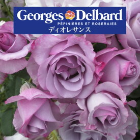 送料無料【ディオレサンス　6号鉢　春開花株】鉢植え バラ 薔薇 デルバール 大苗 フレンチローズ 開花苗