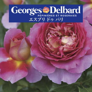 y2026N \zyGXv hD p@Vc4zA o KN fo[ t`[Y GXvhDp