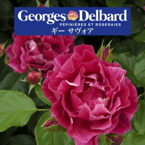 予約送料無料【ギー サヴォア 長尺7号 大苗】鉢植え バラ 薔薇 デルバール 大苗 フレンチローズ 7号鉢 7寸 ギーサヴォア ギーサボア バラ苗