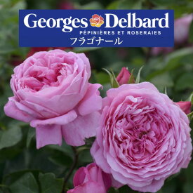 送料無料【フラゴナール　長尺7号　大苗】鉢植え バラ 薔薇 デルバール 大苗 6号鉢 フレンチローズ 7号鉢 7寸