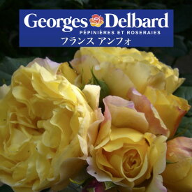 送料無料【フランス アンフォ　6号鉢　春開花株】鉢植え バラ 薔薇 デルバール 大苗 フレンチローズ 開花苗