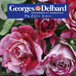 y2026N \zyNCW[ gD[@Vc4zA o KN fo[ t`[Y NCW[gD[