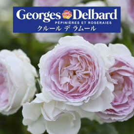 送料無料【クルール デ ラムール　6号鉢　春開花株】鉢植え バラ 薔薇 デルバール 大苗 6号鉢 フレンチローズ 開花苗