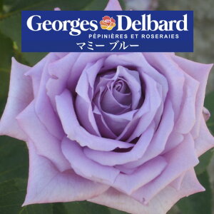 y2026N \zy}~[ u[@Vc4zA o KN fo[ t`[Y }~[u[