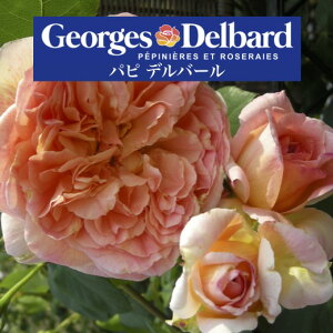 \񑗗yps fo[@7@czA o KN fo[ t`[Y c 7 7 psfo[