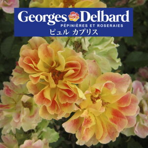 y2026N \zys JvX@Vc4zA o KN fo[ t`[Y sJvX