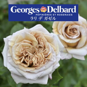 y2026N \zy f K[@Vc4zA o KN fo[ t`[Y fK[ f K[