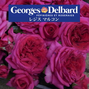 y2026N \zyWX }R@Vc4zA o KN fo[ t`[Y WX}R