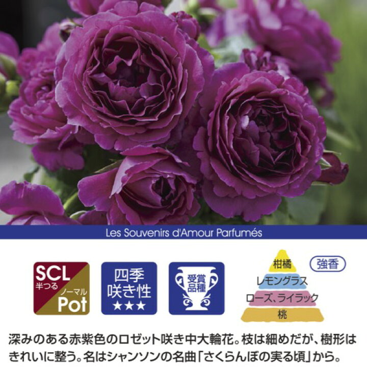 楽天市場】送料無料【ル タン デ スリーズ 6号鉢大苗予約】鉢植え バラ 
