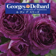 送料無料【ル タン デ スリーズ　6号鉢大苗予約】鉢植え バラ 薔薇 デルバール 大苗 フレンチローズ 冬 …