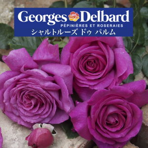 y2026N \zyVg[Y hD p@Vc4zA o KN fo[ t`[Y Vg[YhDp