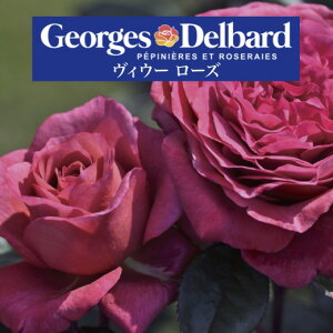 yBE[ [Y@6c\zA o KN fo[ c t`[Y ~ BE[[Y rE[[Y