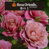 送料無料【葵の上　6号鉢大苗予約】鉢植え バラ 薔薇 ロサ オリエンティス 大苗 冬