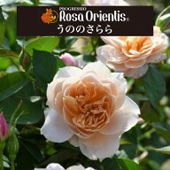 送料無料【うののさらら　6号鉢大苗予約】鉢植え バラ 薔薇 ロサ オリエンティス 大苗 冬