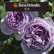 送料無料【リラ　6号鉢　秋開花株】鉢植え バラ 薔薇 ロサ オリエンティス 大苗 6号鉢 開花苗