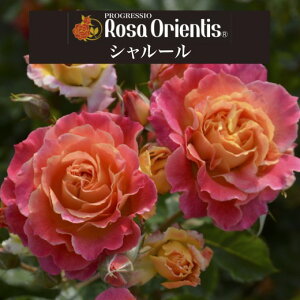 yV[@6c\zA o KN T IGeBX c ~