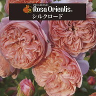 送料無料【シルクロード　6号鉢大苗予約】鉢植え バラ 薔薇 ロサ オリエンティス 大苗 冬