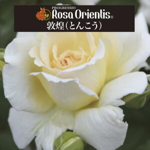 yiƂ񂱂j@6c\zA o KN T IGeBX c ~