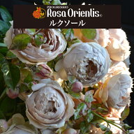 送料無料【ルクソール　6号鉢大苗予約】鉢植え バラ 薔薇 ロサ オリエンティス 大苗 冬