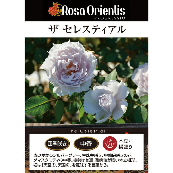 楽天市場】送料無料【ザ セレスティアル 6号鉢大苗予約】鉢植え バラ 