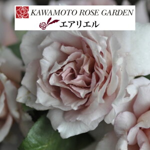 y2026N \zyGAG@Vc4zA o KN ͖{o [Y wuV[Y